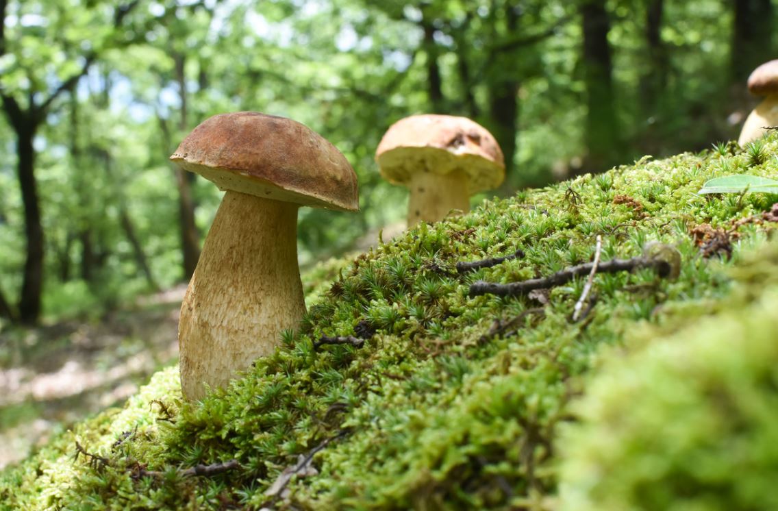 Cèpe Champignon
