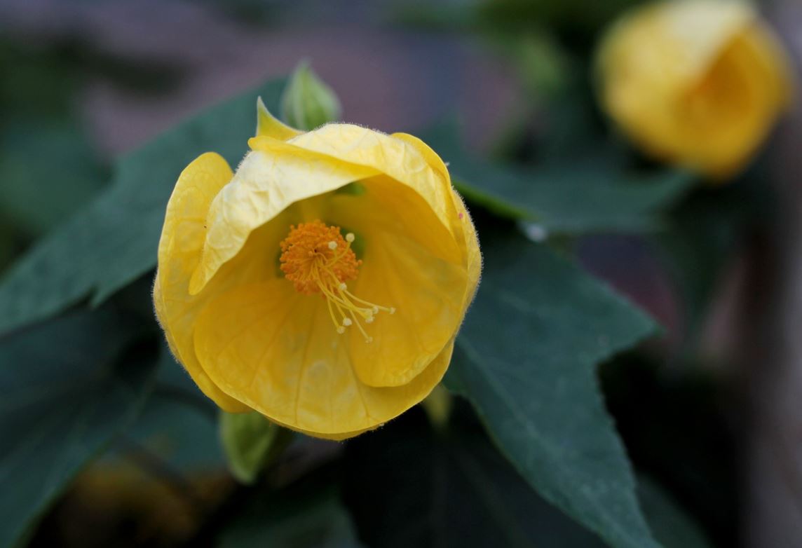 Abutilon