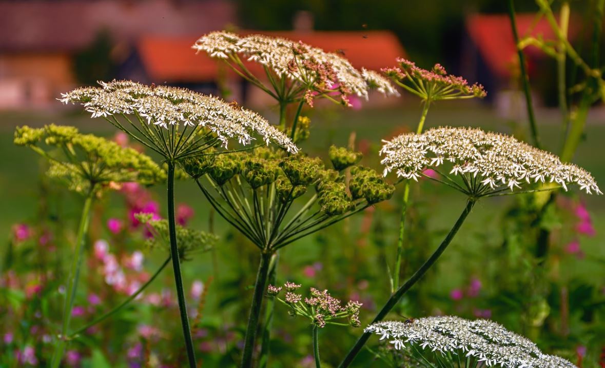 Fleurs des champs : la liste des 30 plus belles variétés