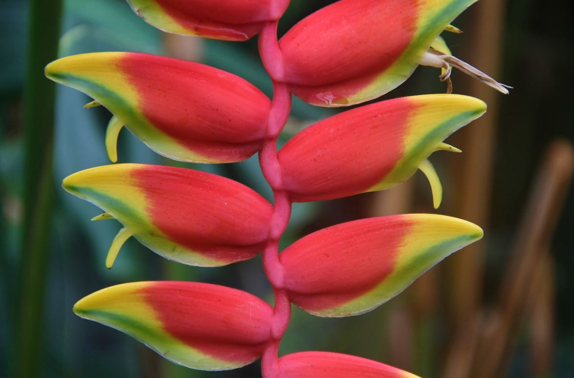Heliconia