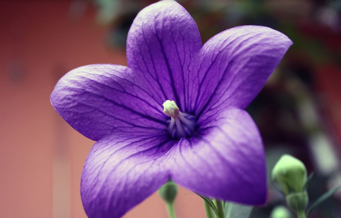 Platycodon