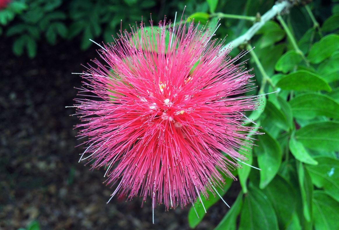 Calliandra Pixabay