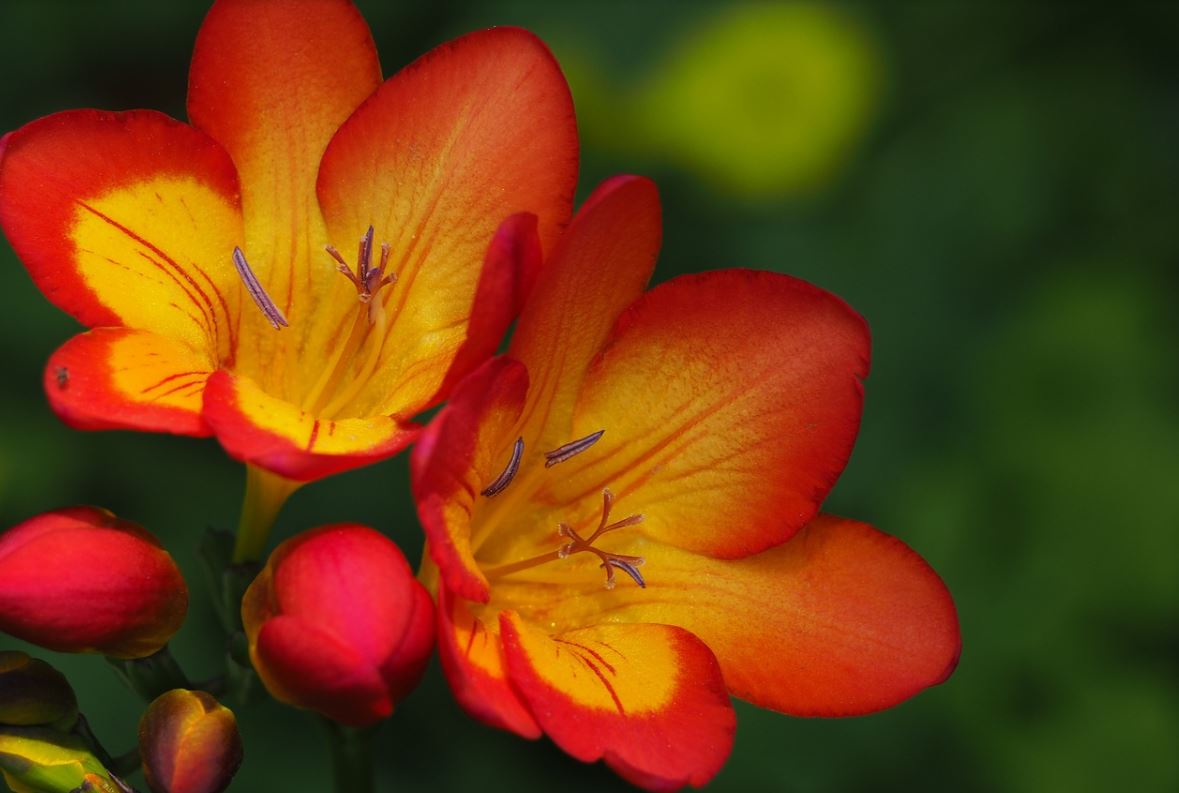 Freesia