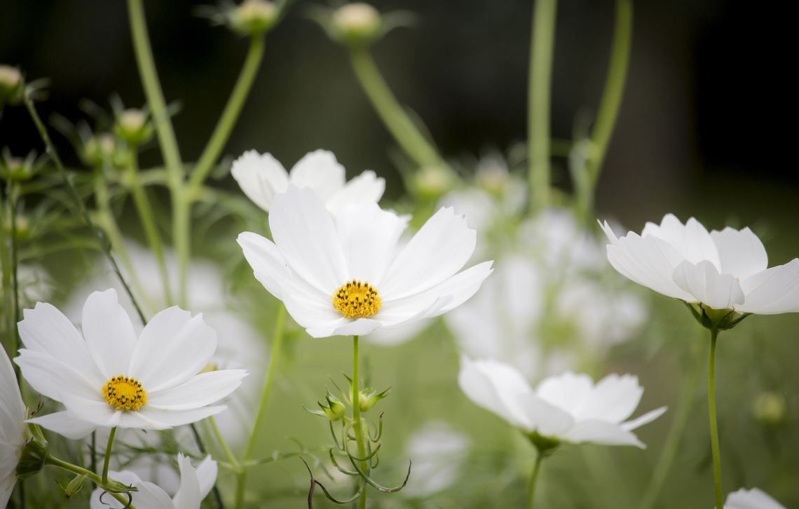 Cosmos