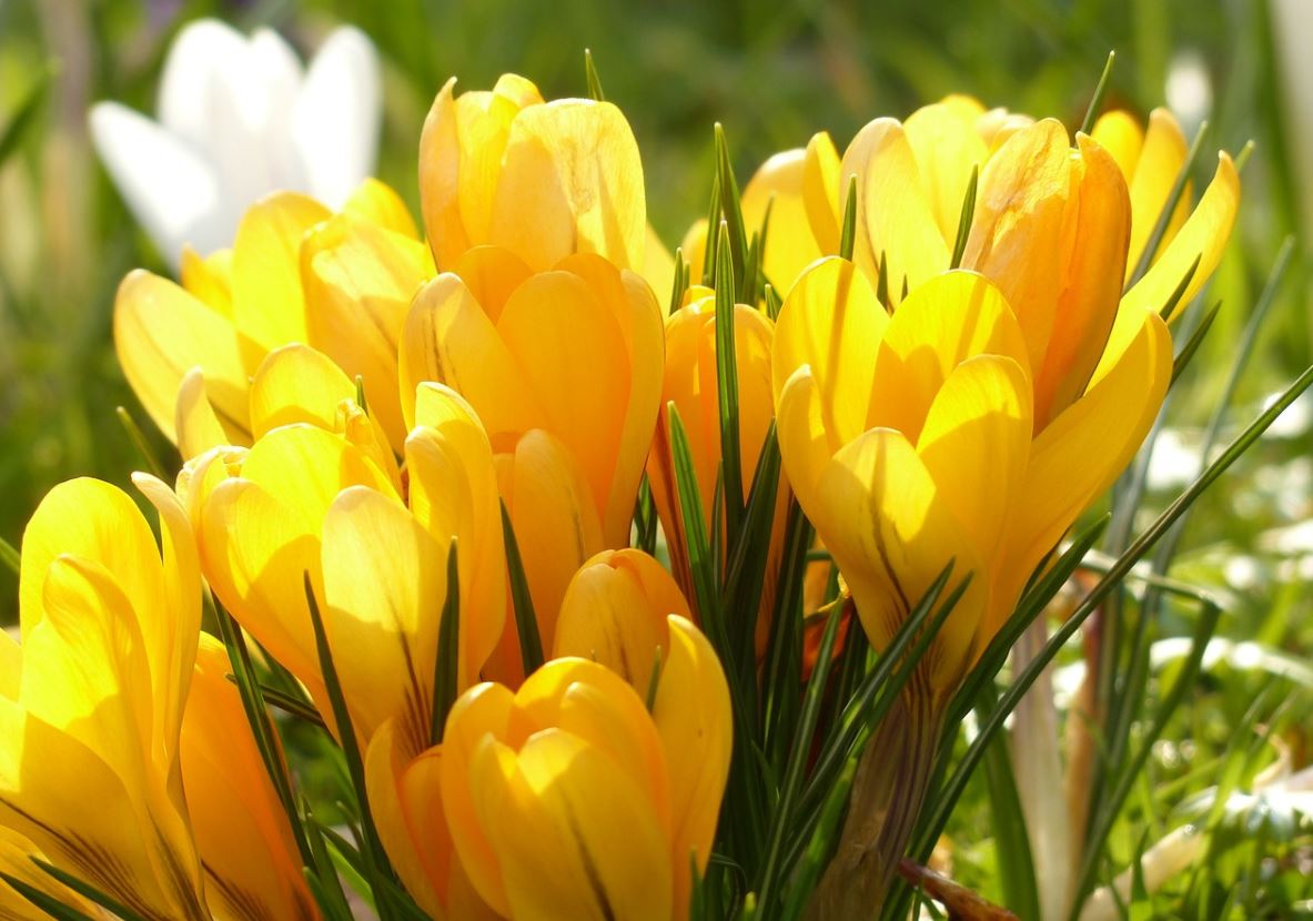 Crocus