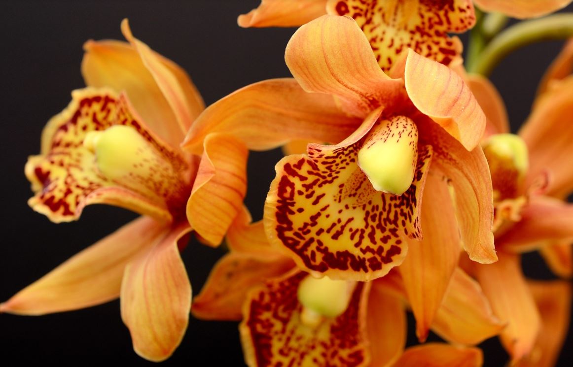 Orchidée