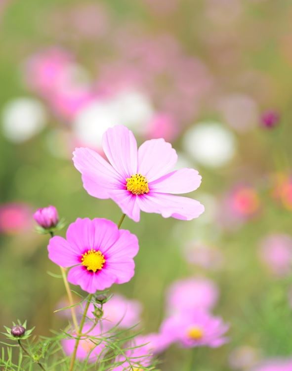Cosmos