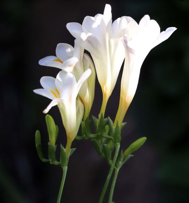Freesia