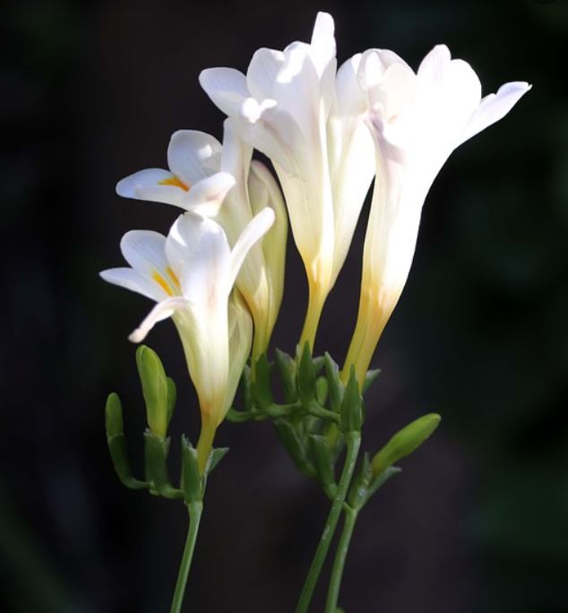 Fleurs blanches : la liste des 30 plus jolies fleurs pour votre jardin