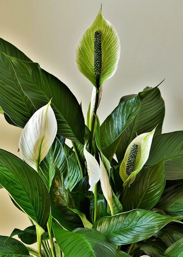 Spathiphyllum