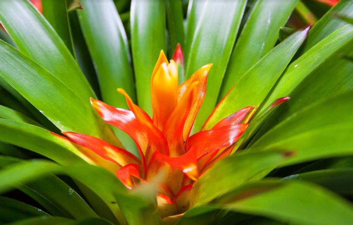 Guzmania
