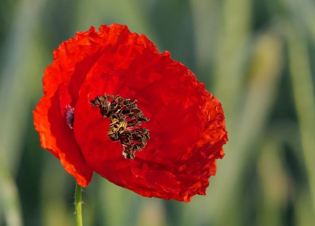 Coquelicot