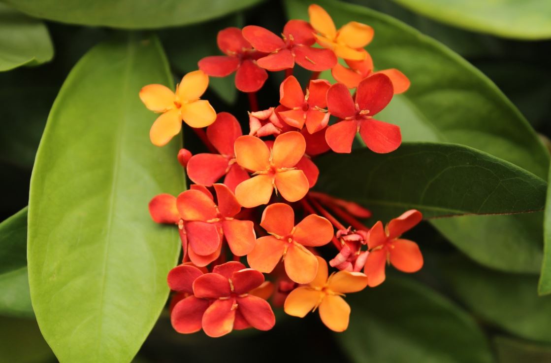 Ixora