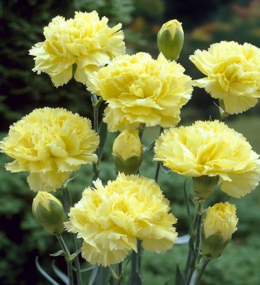 Dianthus