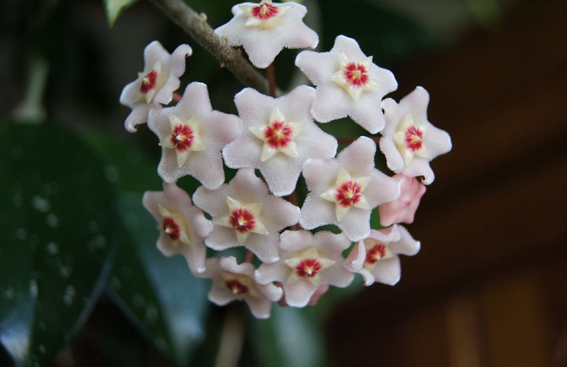 Hoya Carnosa