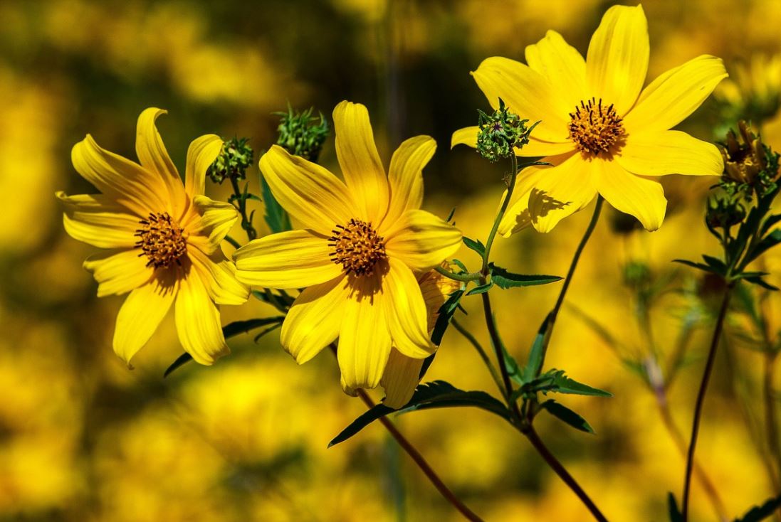 Coreopsis