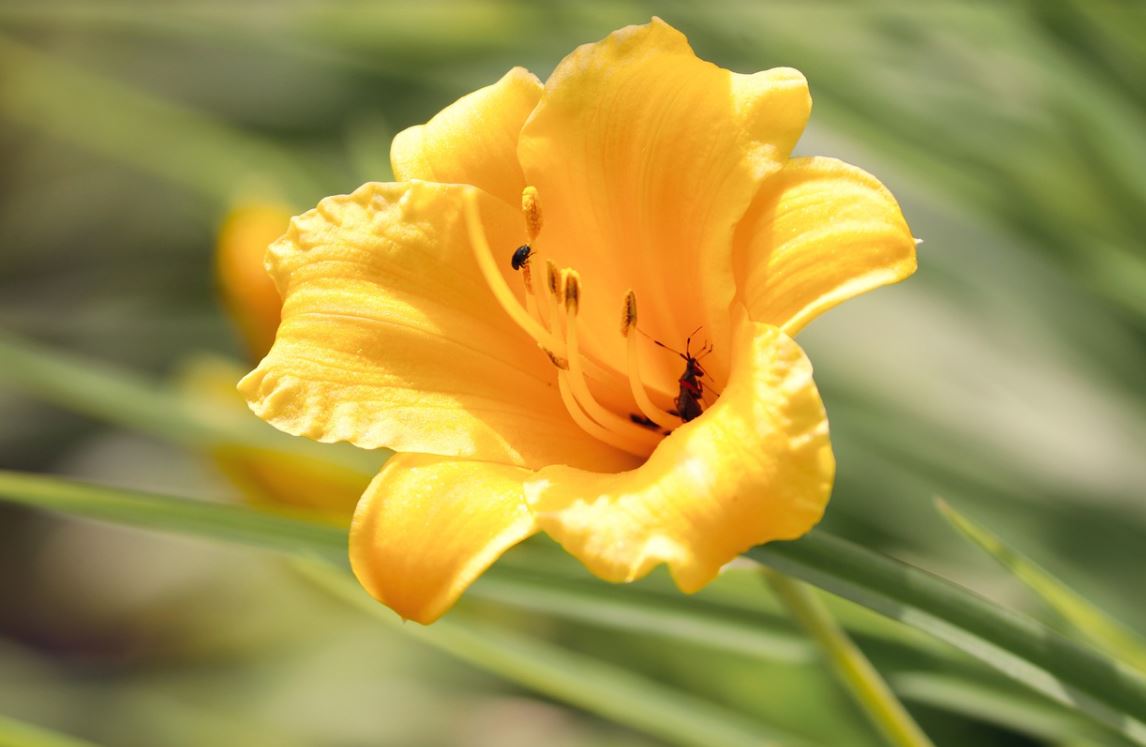 Fleurs jaunes : la liste des 30 plus jolies variétés pour votre jardin