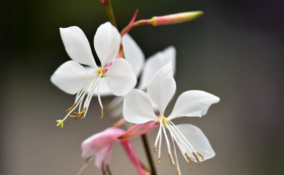 Gaura