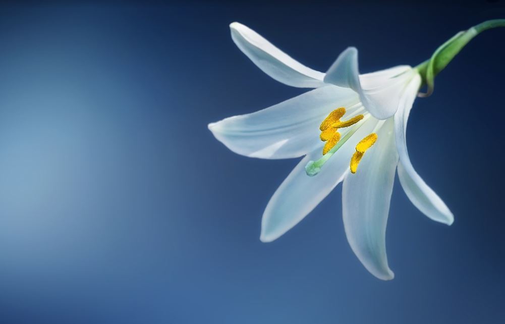 Lys