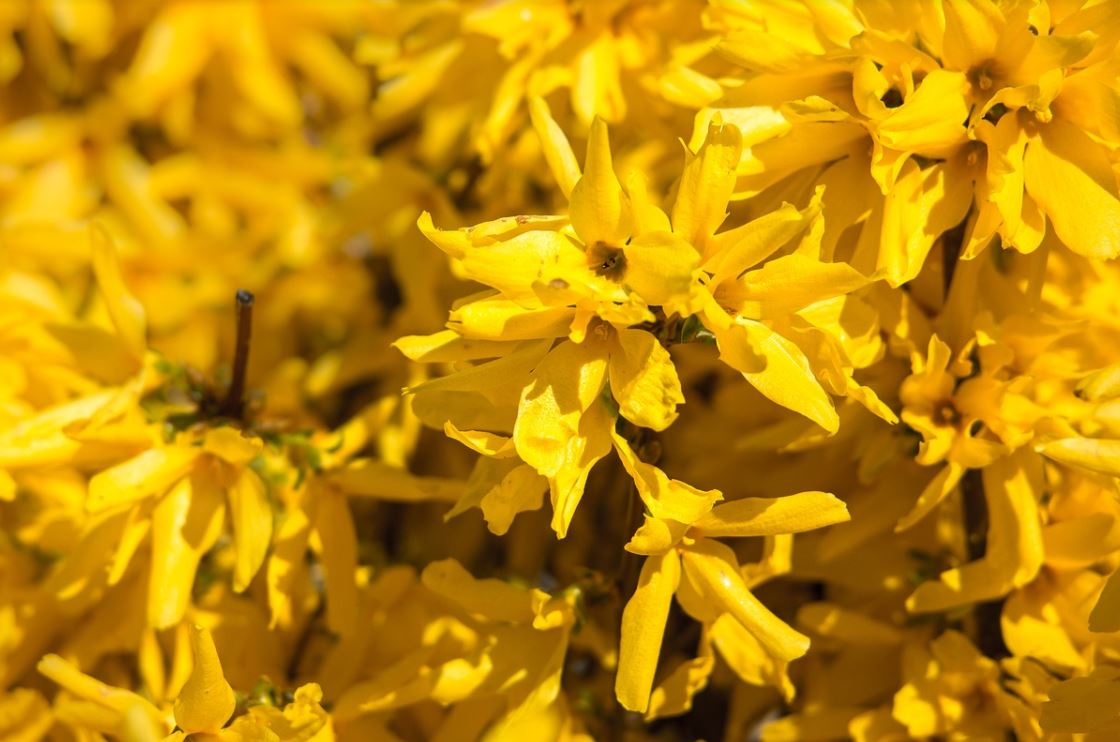 Forsythia