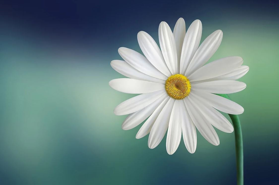 Marguerite