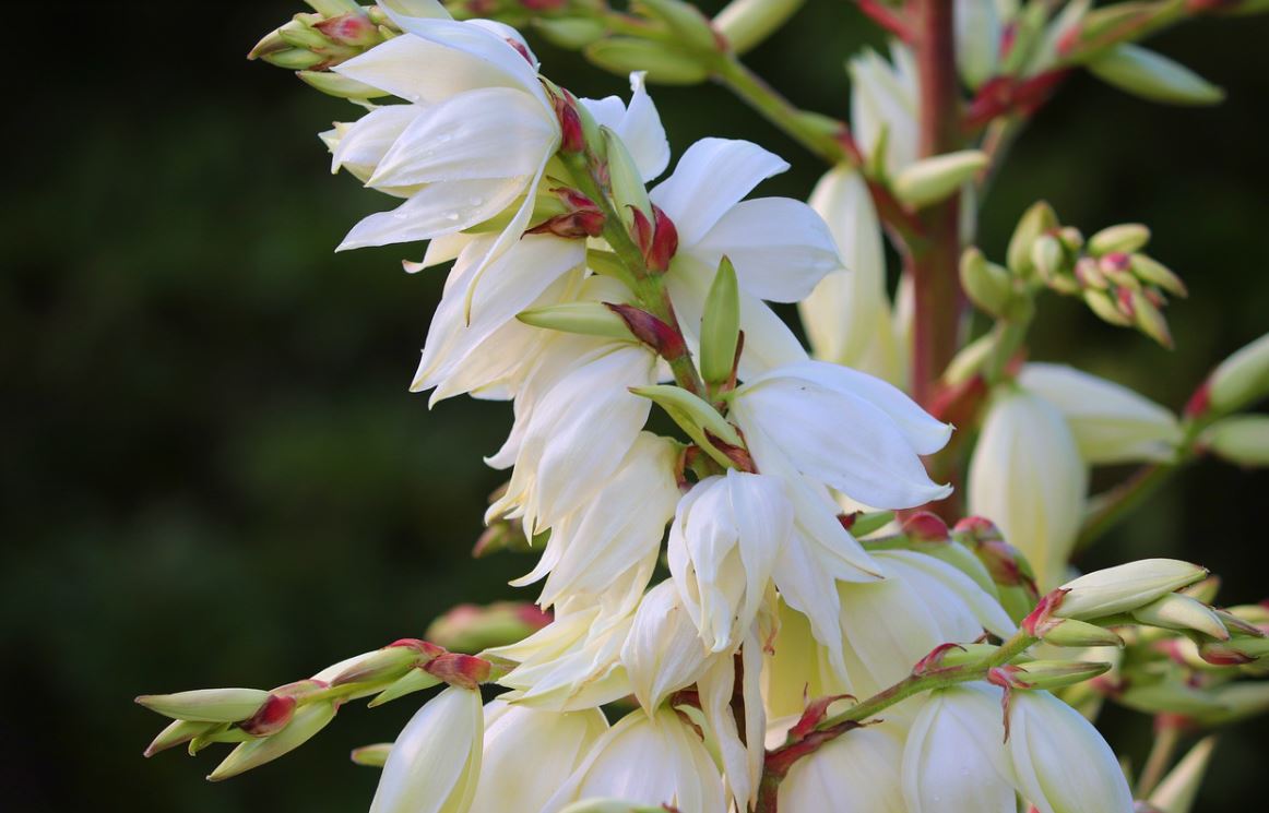 Yucca