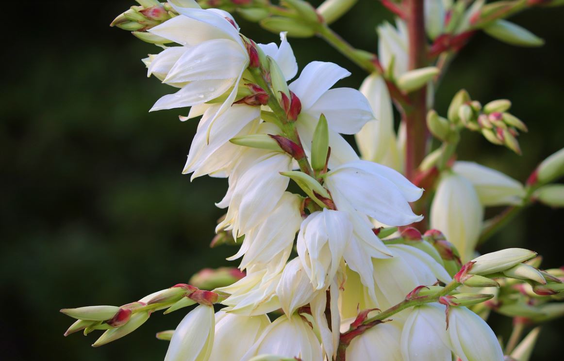 Fleurs exotiques : la liste des 20 plus jolies plantes exotiques