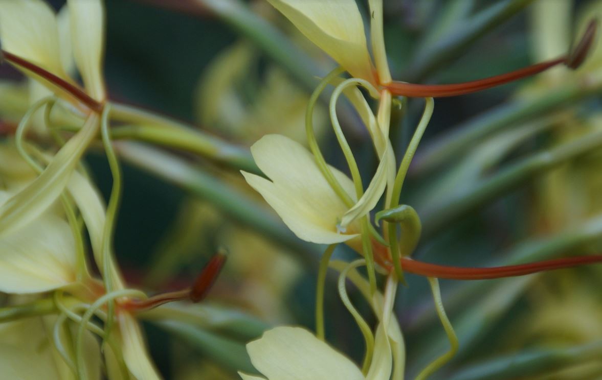 Gingembre Ornemental