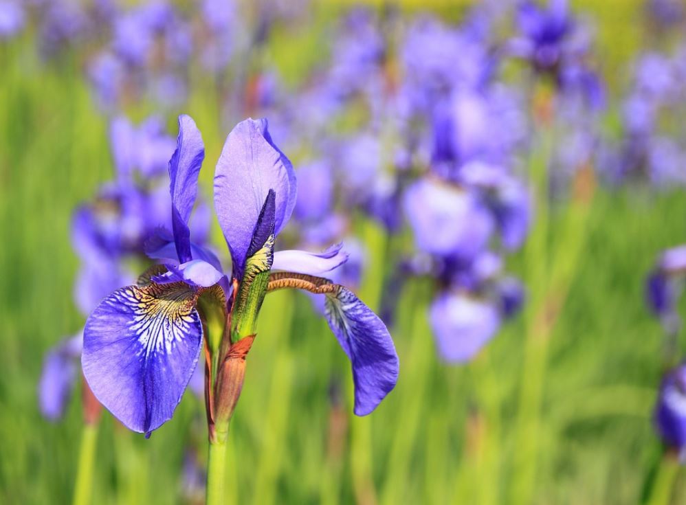 Iris Pixabay