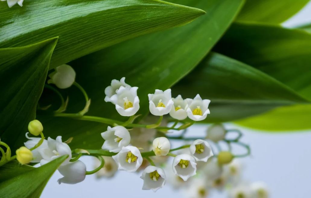 Muguet