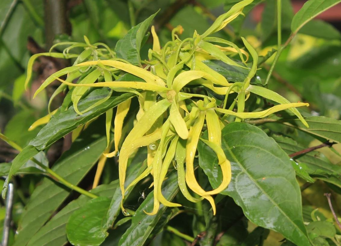 Ylang Ylang
