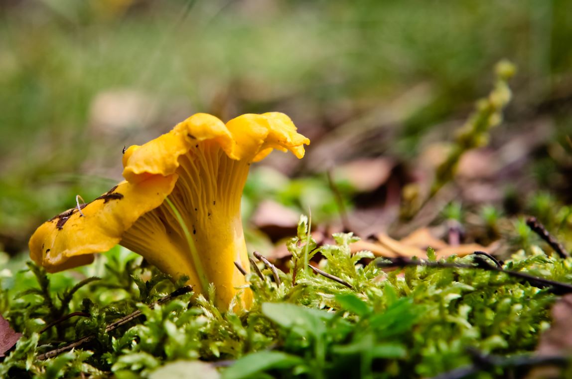 Girolle