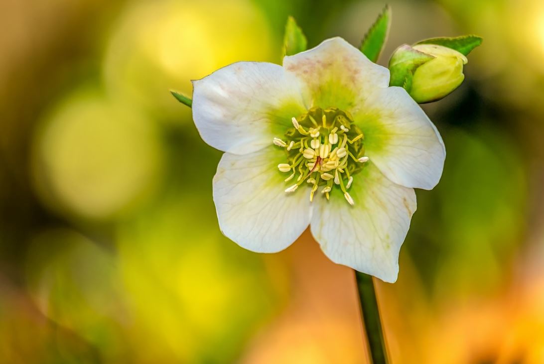 Anémone Pixabay