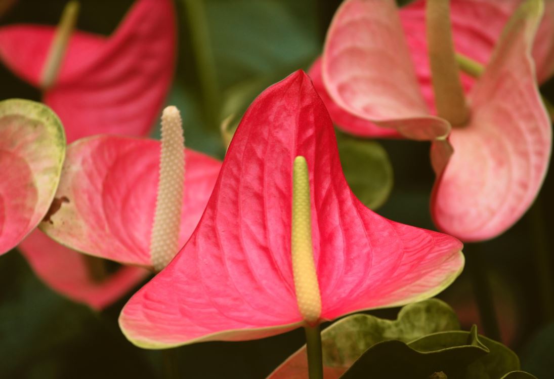 Anthurium