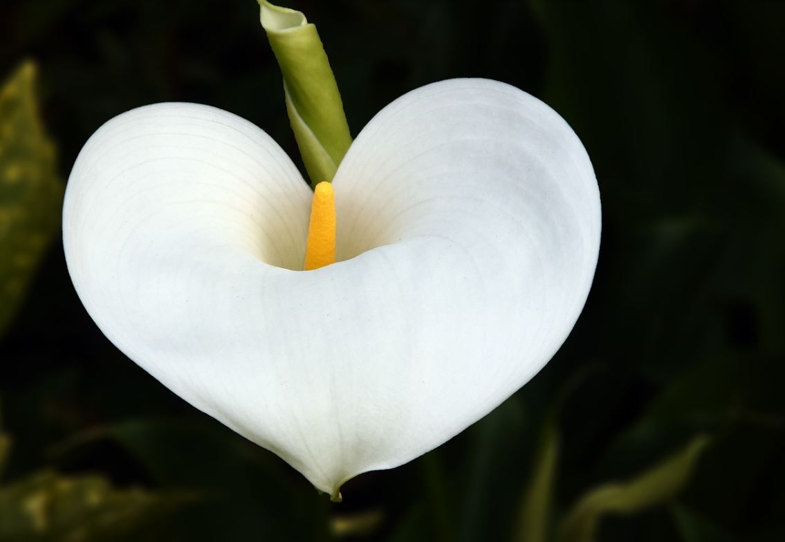 Arum