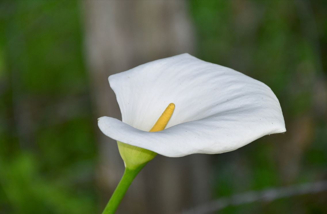 Arum