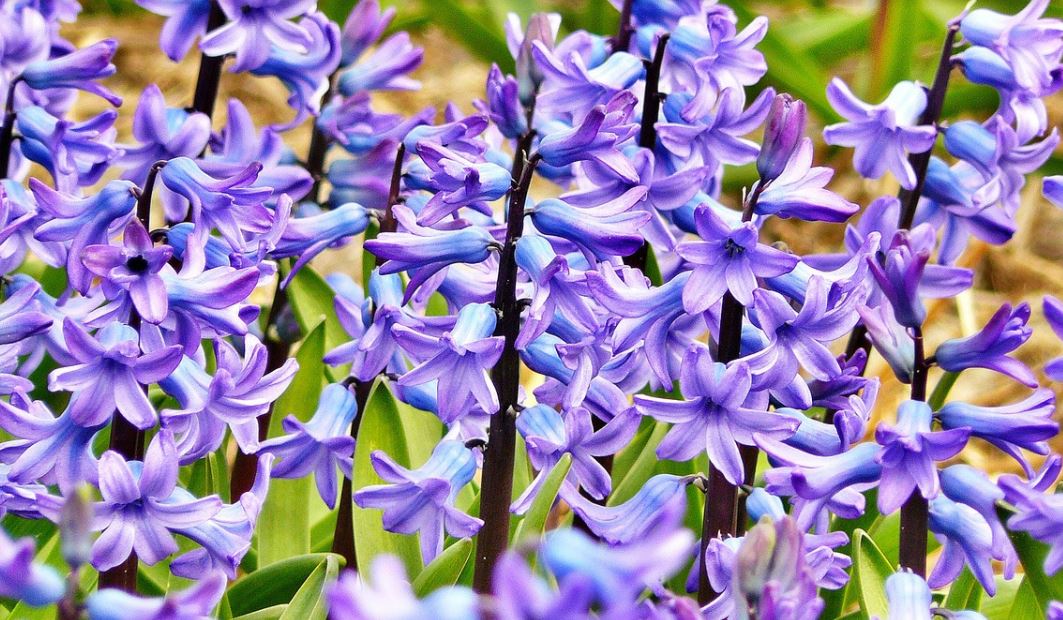 Jacinthe Pixabay
