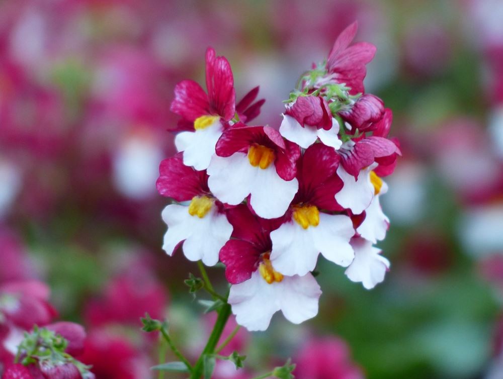 Nemesia