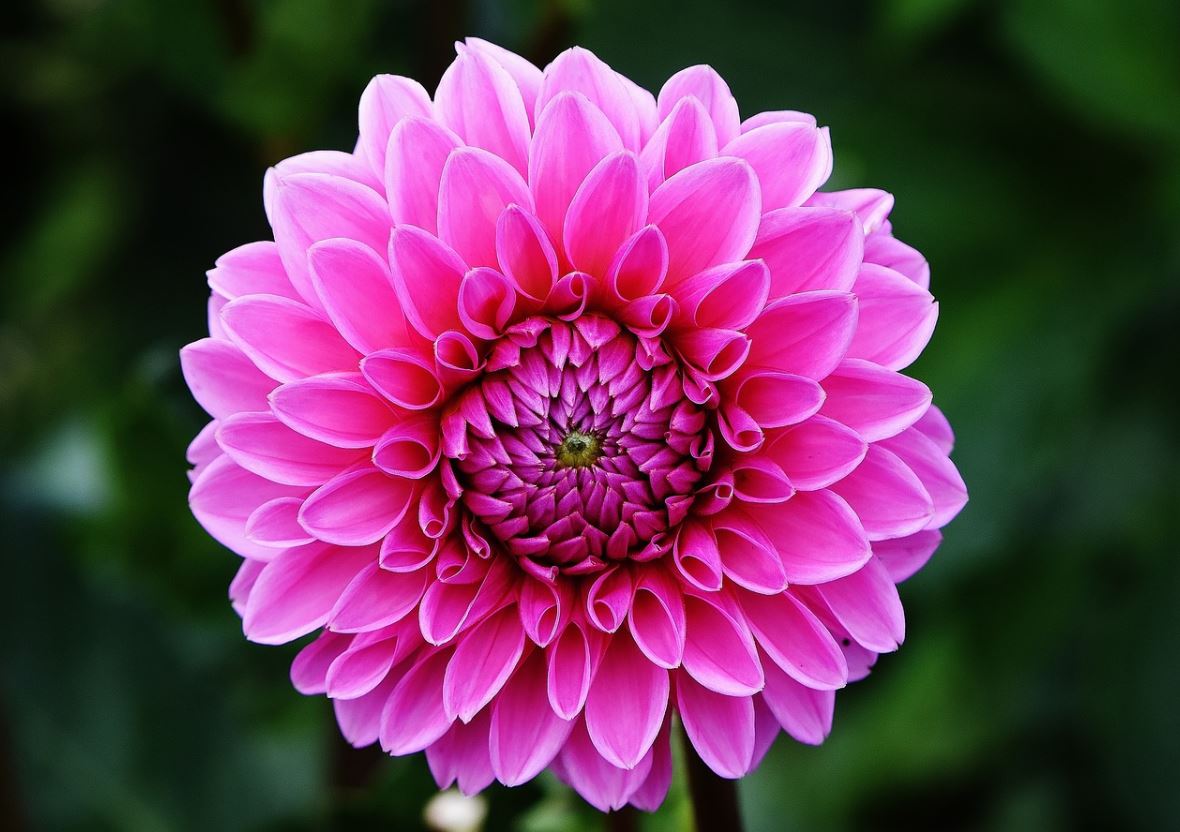 Dahlia