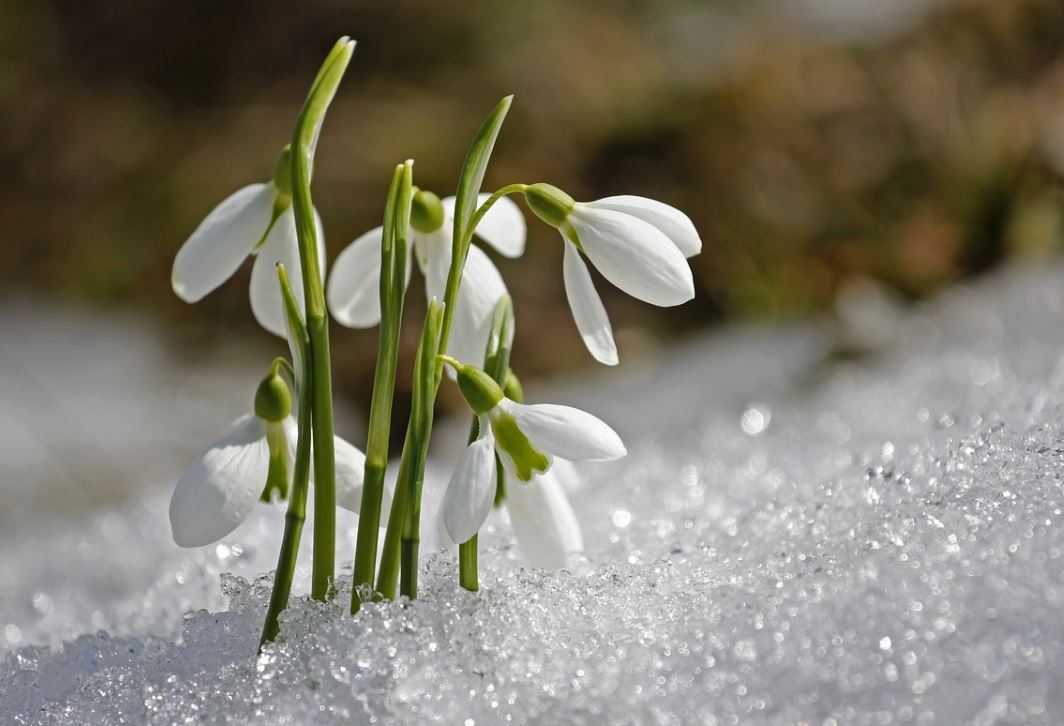 Perce Neige