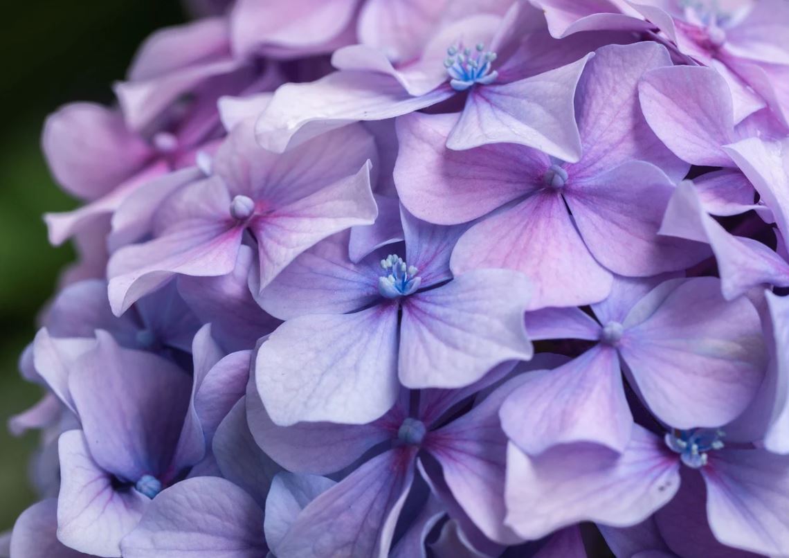 Hortensia Pixabay