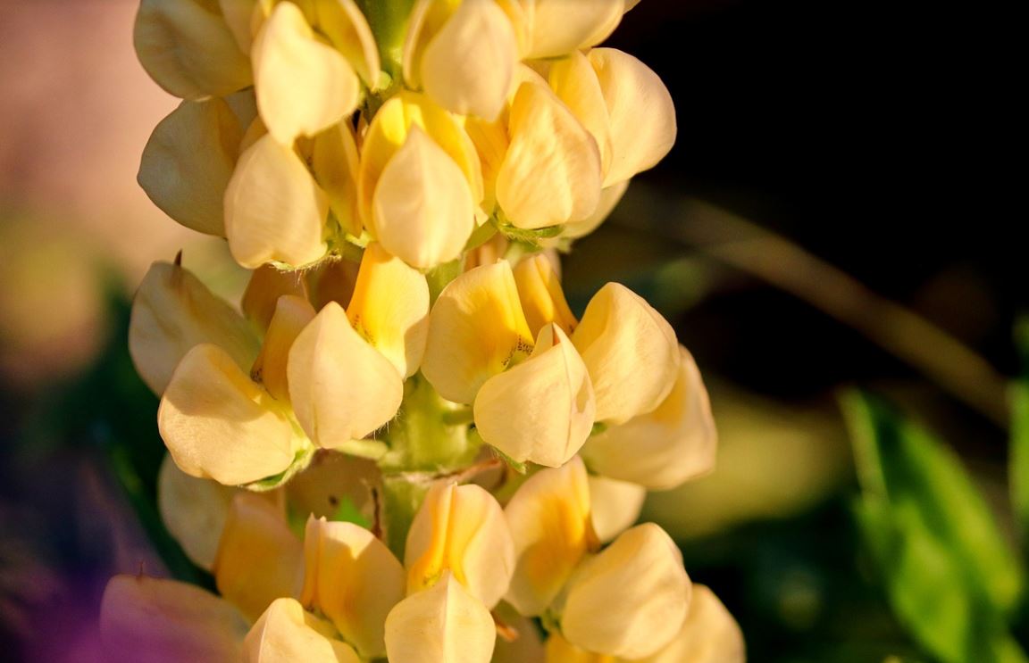 Lupin Jaune