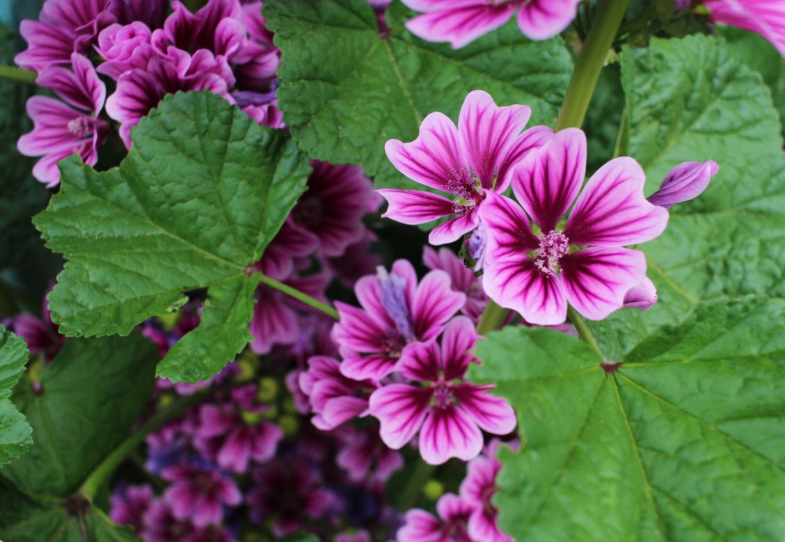 Mauve