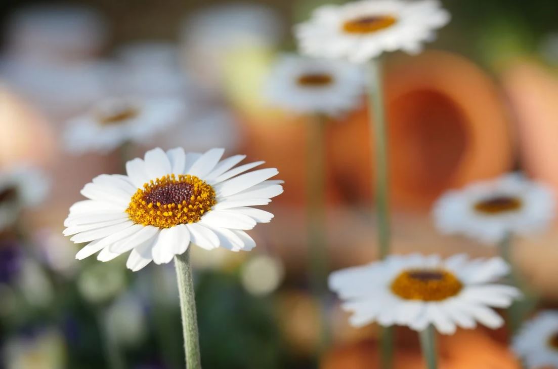 Marguerite
