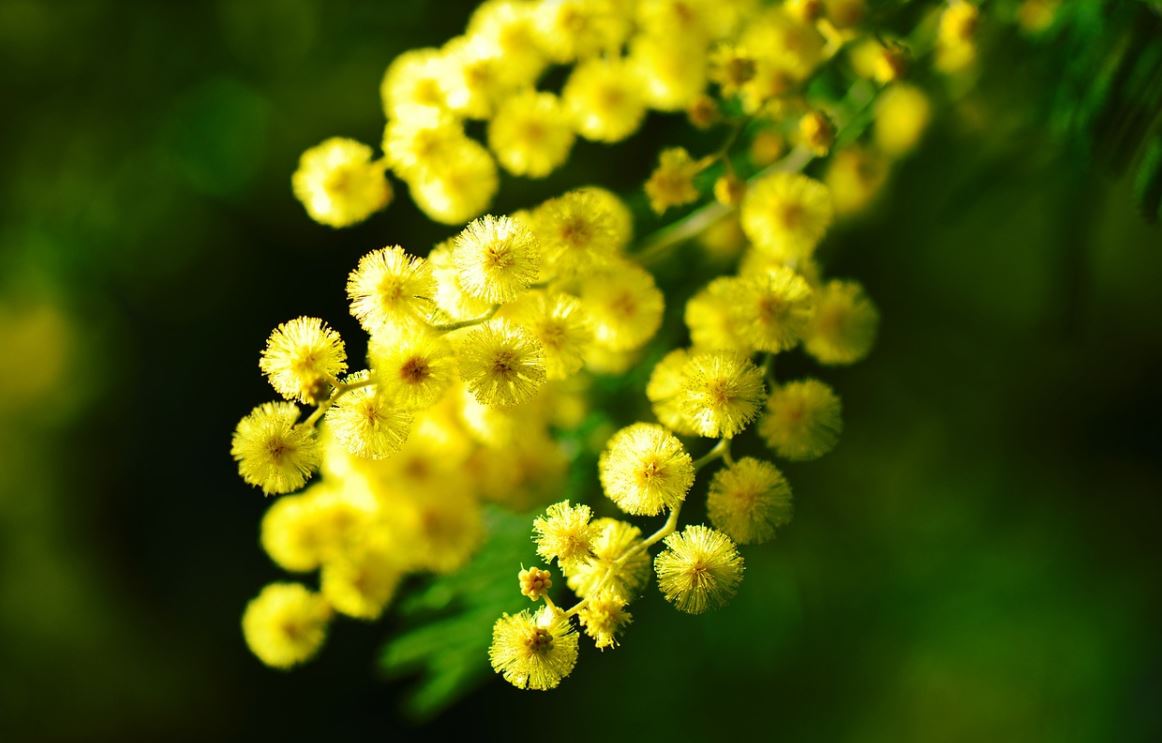 Mimosa