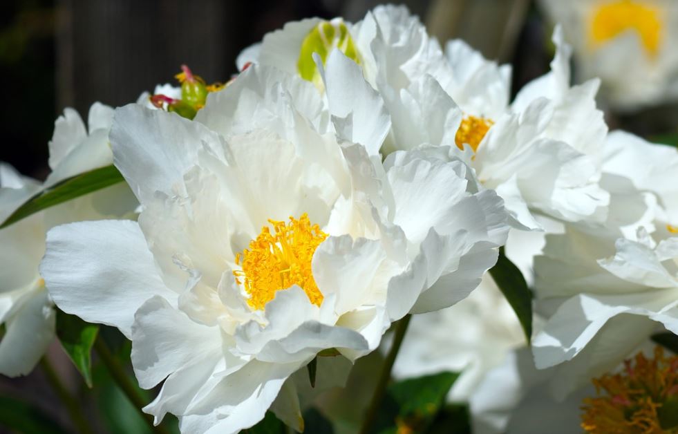 Pivoine