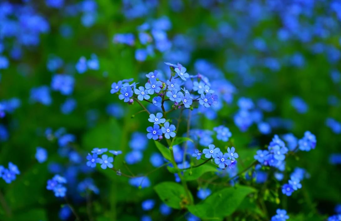 Myosotis