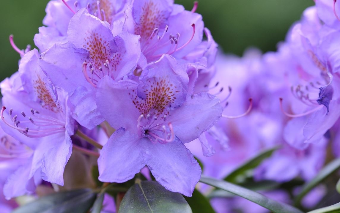 Rhododendron Bleu