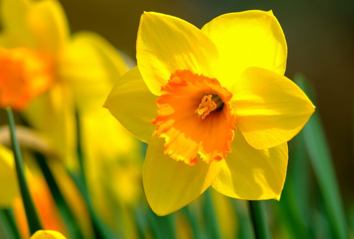 Narcisse