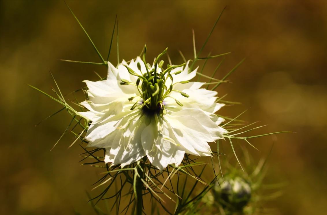 Nigelle De Damas
